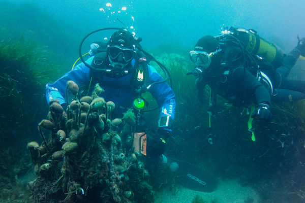 GIGLIOBLUISLANDMARZO