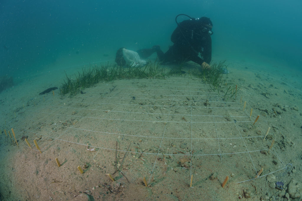 DSC8998 Sel Standard