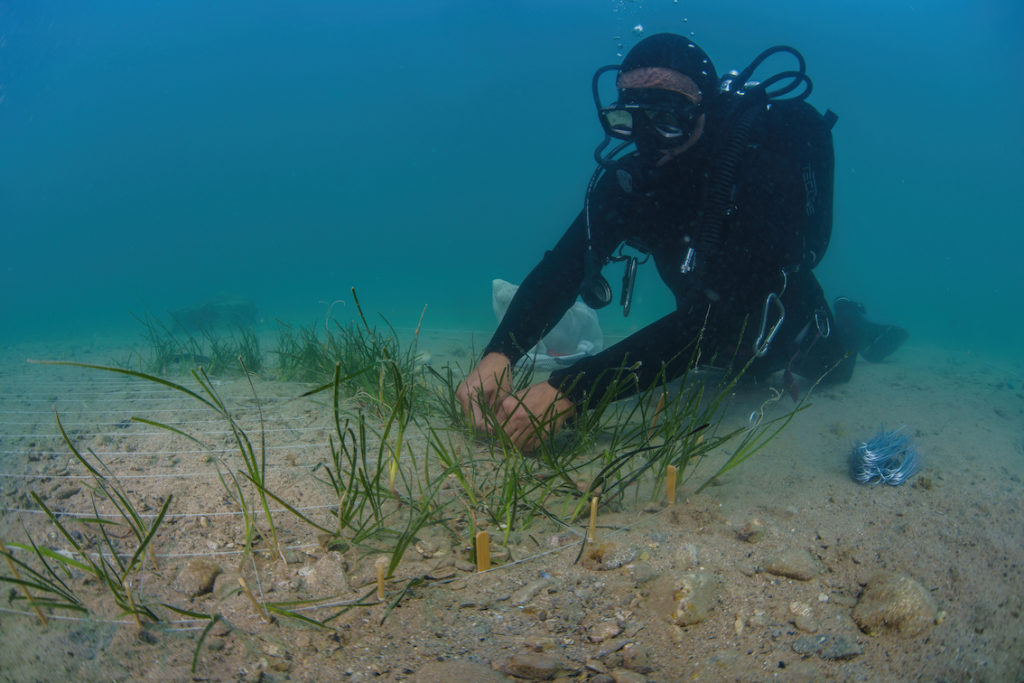 DSC9005 Sel Standard