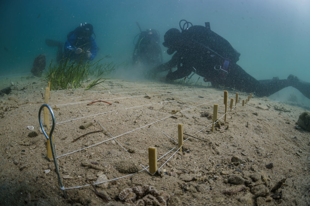 DSC9053 Sel Standard