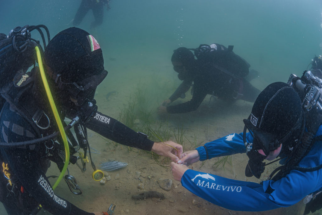 DSC9077 Sel Standard