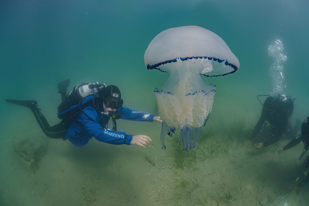 DSC9132 Sel Standard