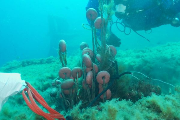 Divisione Subacquea Marevivo Rete Relitto Pavlos 15 Divisione Subacquea Marevivo Rete Relitto Pavlos 15