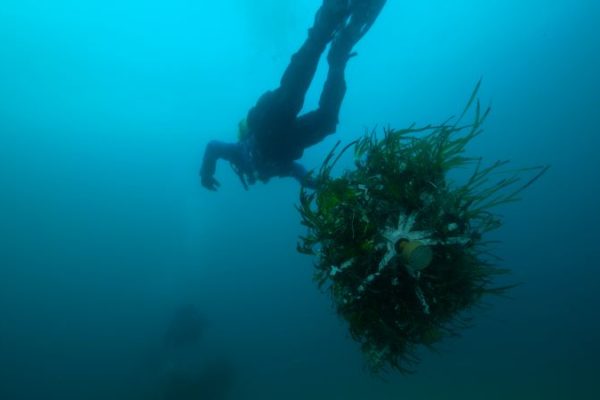 sub trapianto posidonia.00_01_28_24.Immagine004 (1)