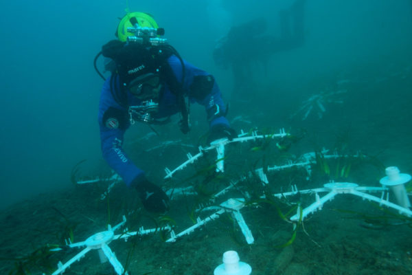 sub trapianto posidonia.00_05_07_00.Immagine006