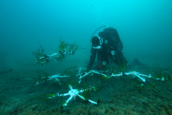 sub trapianto posidonia.00_07_11_36.Immagine011