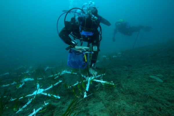 sub trapianto posidonia.00_10_34_13.Immagine014