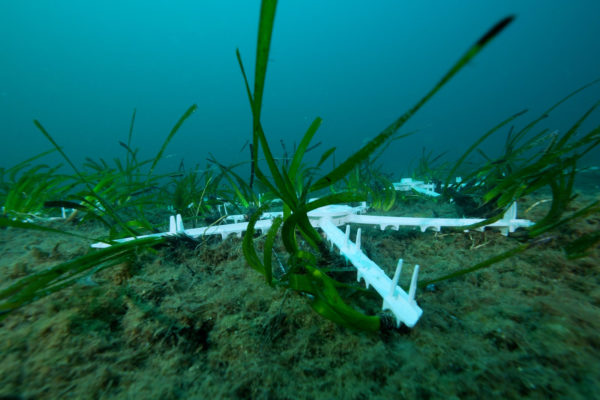 sub trapianto posidonia.00_13_05_31.Immagine017