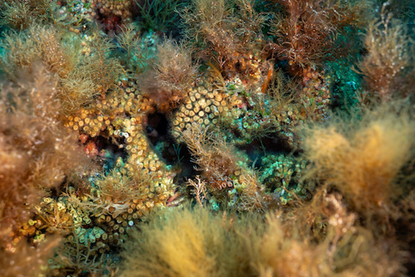 MedCoral_Guardians_monitoraggio 72