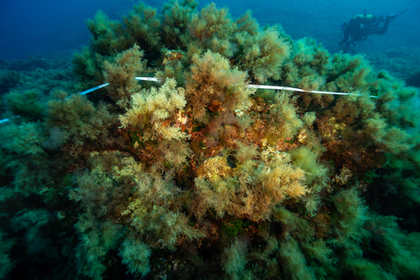 MedCoral_Guardians_monitoraggio 92