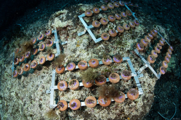 4 strutture restoration su fondo marino