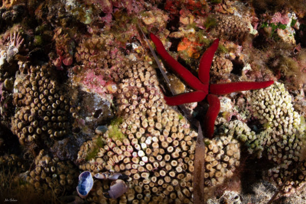 Cladocora generalemte in salute con qualche polipo sbiancato con stella marina rossa