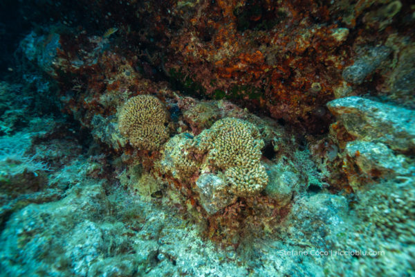 Cladocora in salute, visibile forma a cuscino