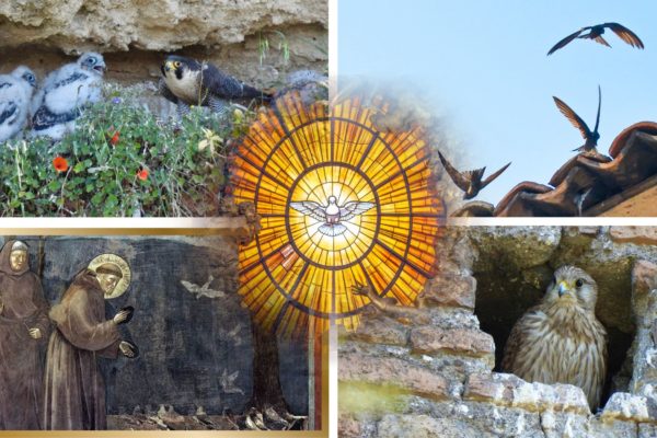 Le Ali Del Giubileo The Wings Of The Jubilee (18)