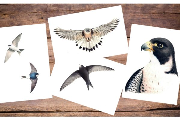 Le Ali Del Giubileo The Wings Of The Jubilee (8)