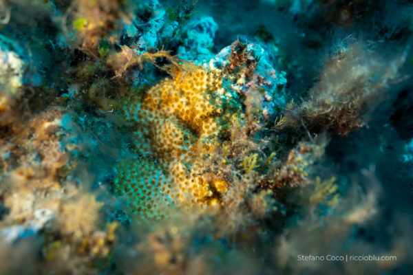 NONèCladocoraMAaltraspecie