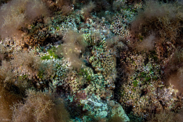 cladocora (qualche polipo non in saalute) con specie di alghe