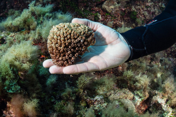 frammento di Cladocora in salute