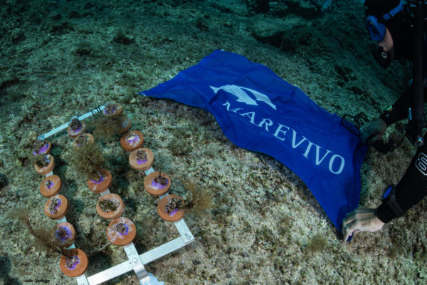struttura x Restoration Cladocora + bandiera MV