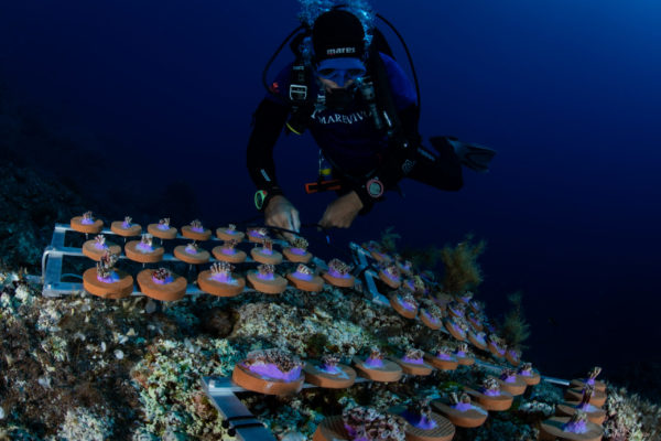 strutture restoraation con sub vicino