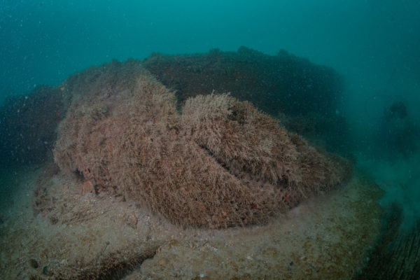 Recupero Rete Caorle 11