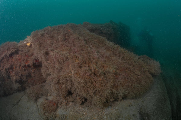 Recupero Rete Caorle 13