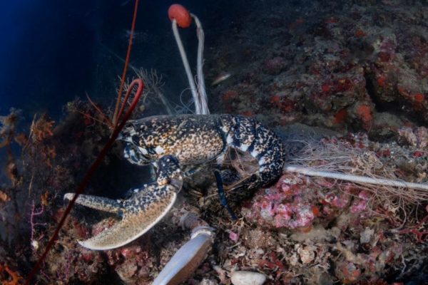 Marevivo Ph Filippo Borghi 9