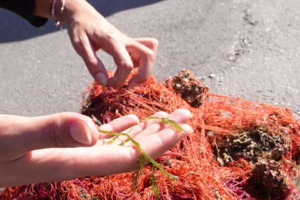 Copia Di Mare Mio Gin Mare Capri 2025 27