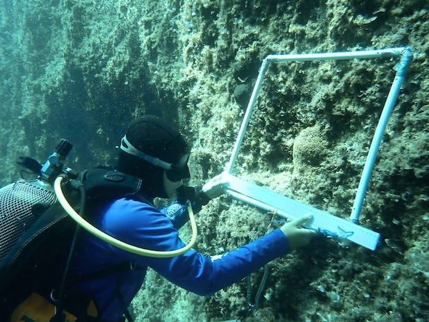 Tavolara Med Coral Guardians 2