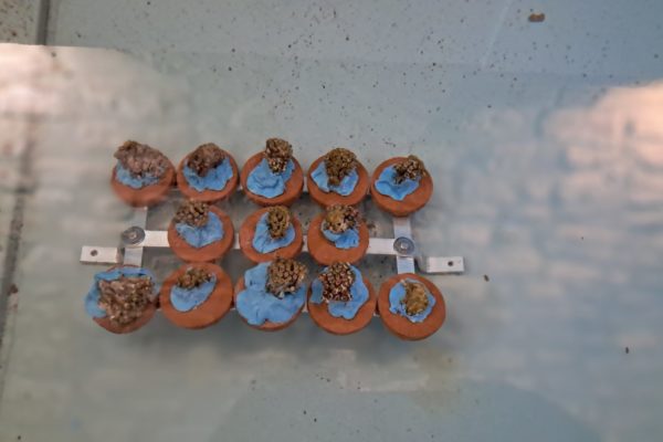 Frammenti Cladocora Su Supporti