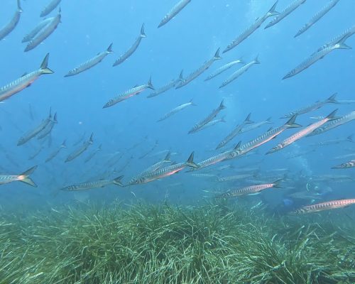 BarracudaSnapshot 26