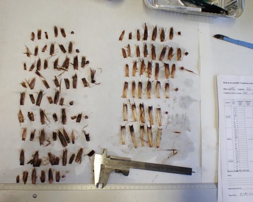 Laboratorio PosidoniaPC180079